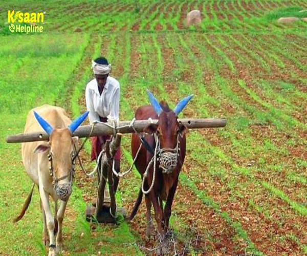 देश की अर्थव्यवस्था में कृषि का महत्वपूर्ण योगदान